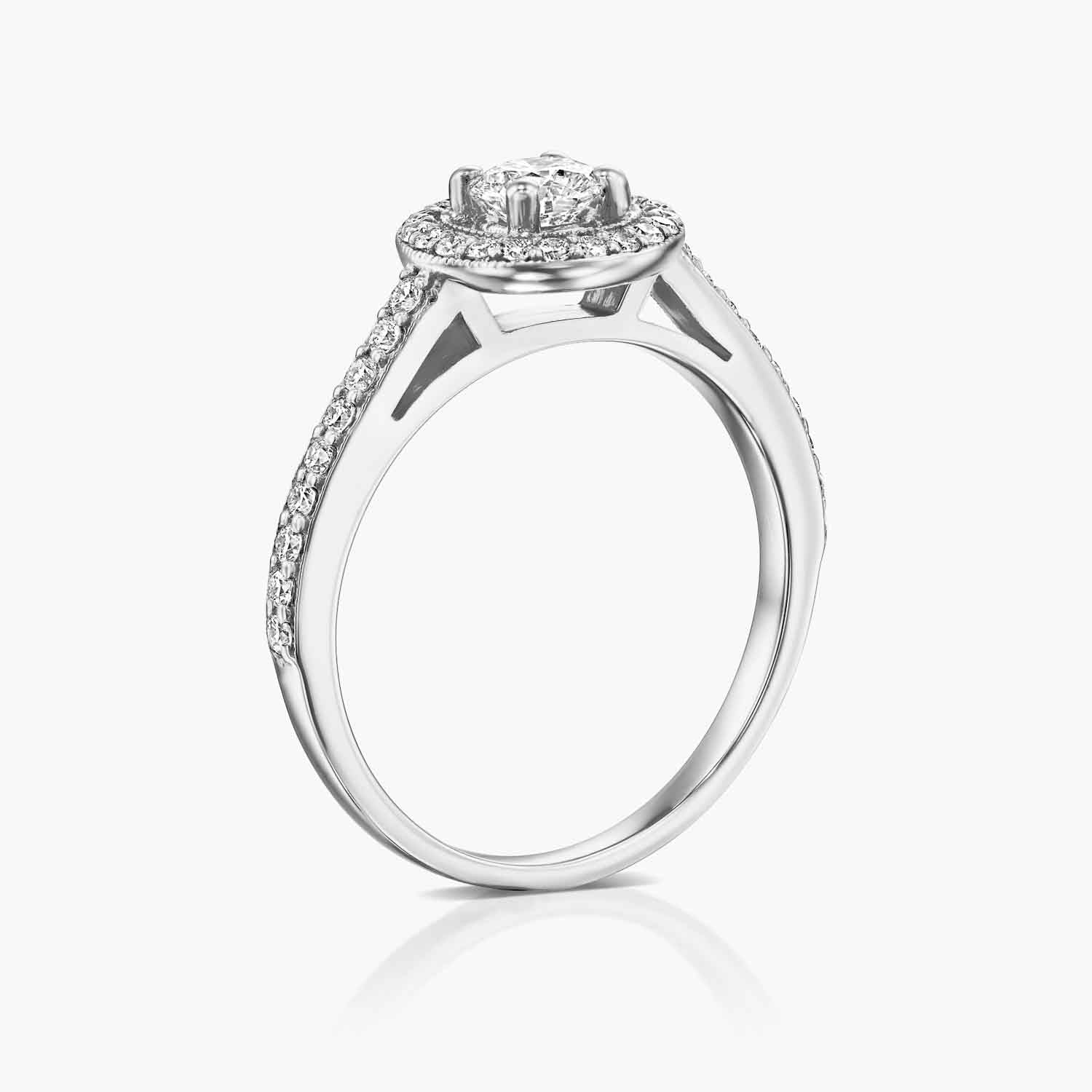 טבעת היילו מלכותית